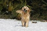 GOLDEN RETRIEVER 800